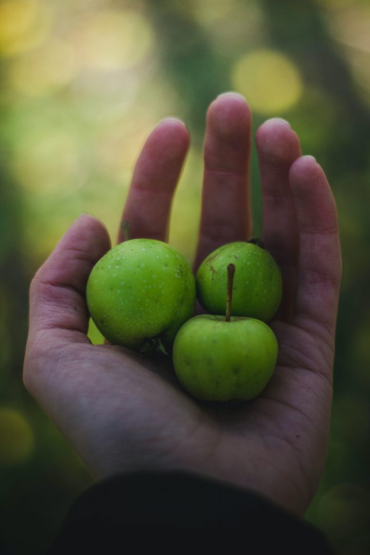 fall apples in the palm of a hand